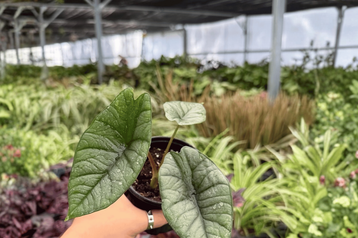 Alocasia Platinum Bisma (Bisma) - 2 Live Plants in 4-Inch Pots