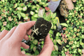 Aglaonema 'Lucky Red' Starter Plants (2) Bare Root Chinese Evergreen