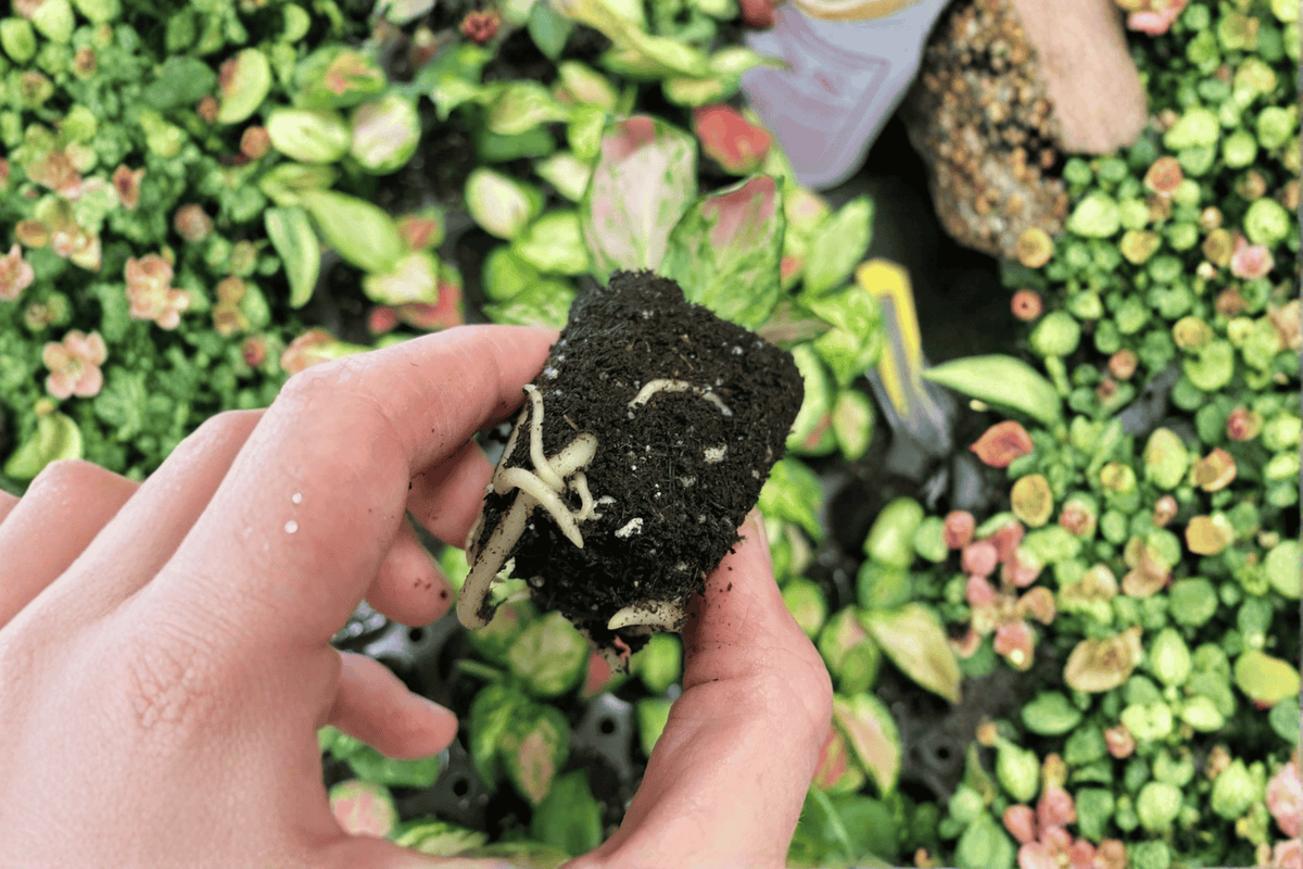 Aglaonema 'Lucky Red' Starter Plants (2) Bare Root Chinese Evergreen