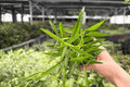 Hoya Longifolia - 2 Live Plants in 4-Inch Pots (Exact Plants pictured)