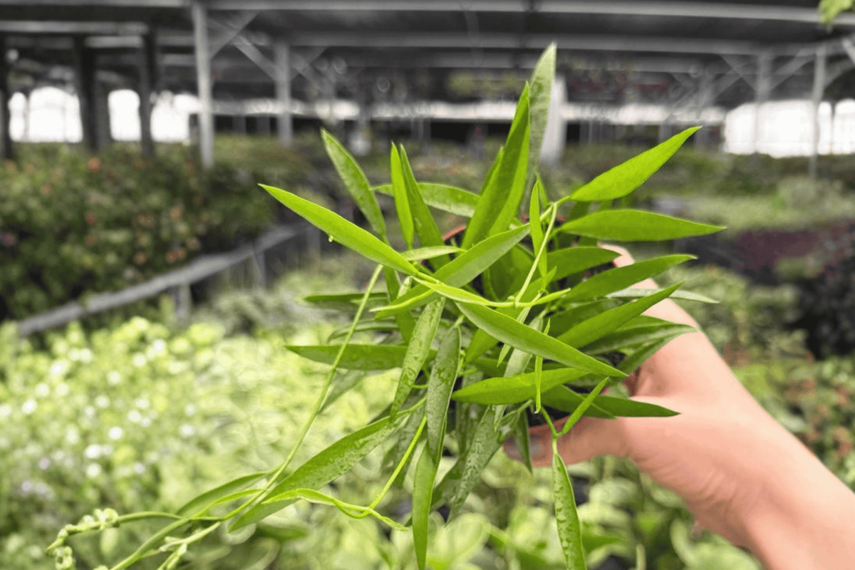 Hoya Longifolia - 2 Live Plants in 4-Inch Pots (Exact Plants pictured)