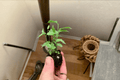 Variegated Ficus Benjamina Starter Plants (2) - 2-Inch, Bare Root in Soil Pods