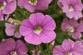 Calibrachoa MiniFamous Neo Light Pink + Eye Million Bells - 4-Inch Live Plant