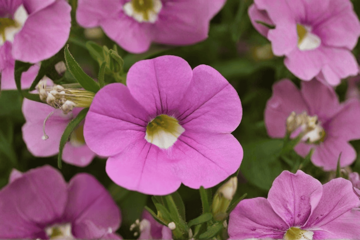 Calibrachoa MiniFamous Neo Light Pink + Eye Million Bells - 4-Inch Live Plant