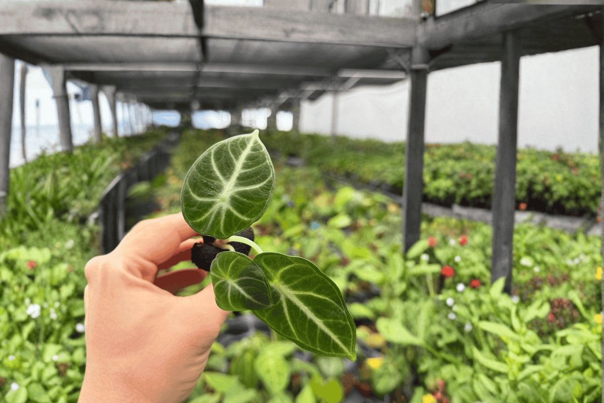 Alocasia Ninja (Alocasia reginula ‘Ninja’) Starter Plants – 2 Bare-Root Exact Plants
