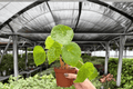 Begonia phuthoensis - 2 Bare Root Live Plants, 4-Inch (Exact Plants)