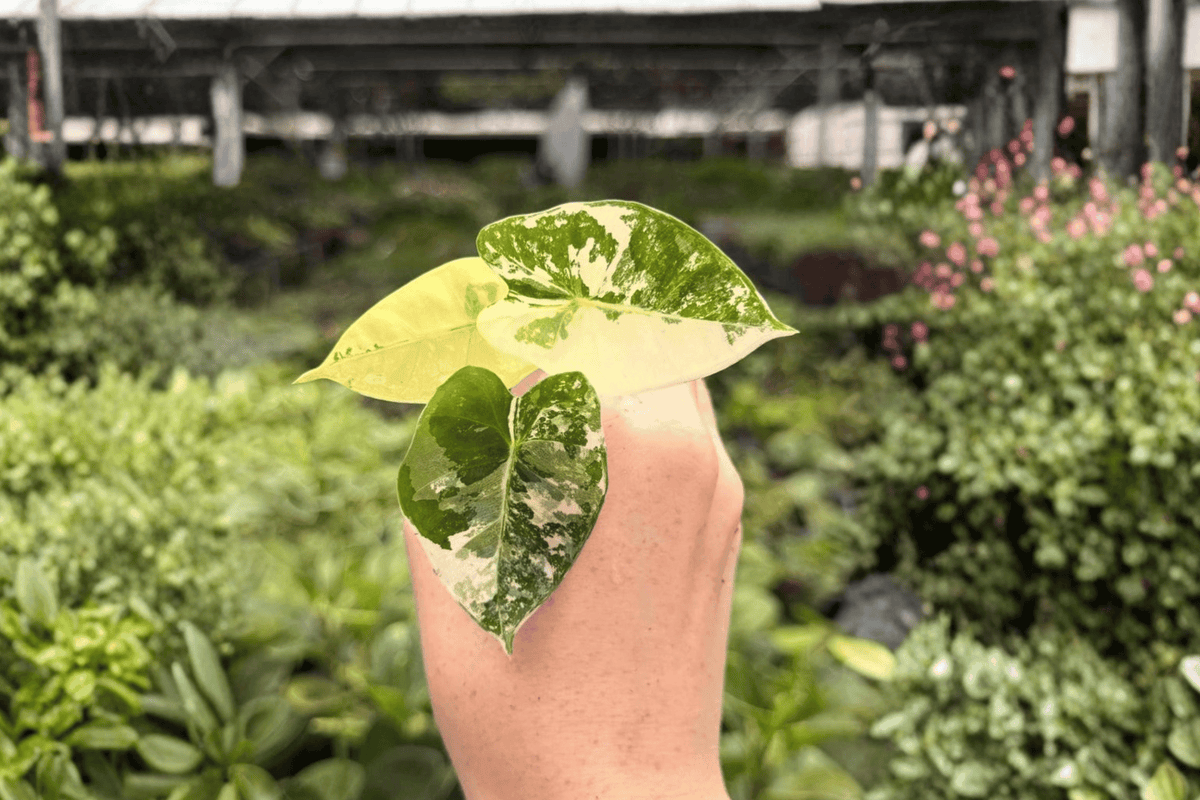 Variegated Alocasia Frydek (Alocasia micholitziana ‘Frydek’) - 2 Exact Starter Plant Plugs