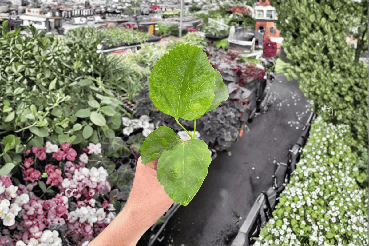 Pink Chiffon Hibiscus Starter Plants (2) – Bare Root, Unrooted Cuttings
