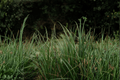Ribbon Falls Sedge Carex ‘Ribbon Falls’ • 1-Gallon Live Plant