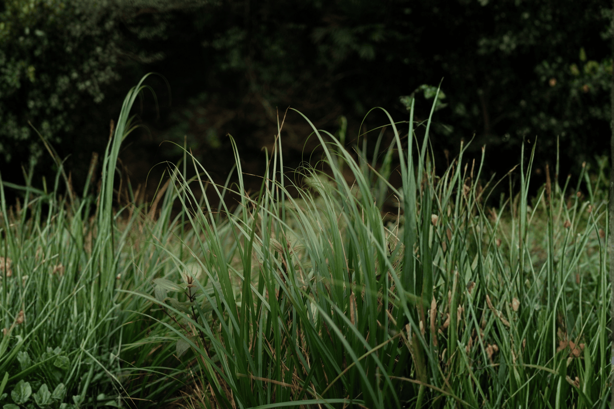 Ribbon Falls Sedge Carex ‘Ribbon Falls’ • 1-Gallon Live Plant