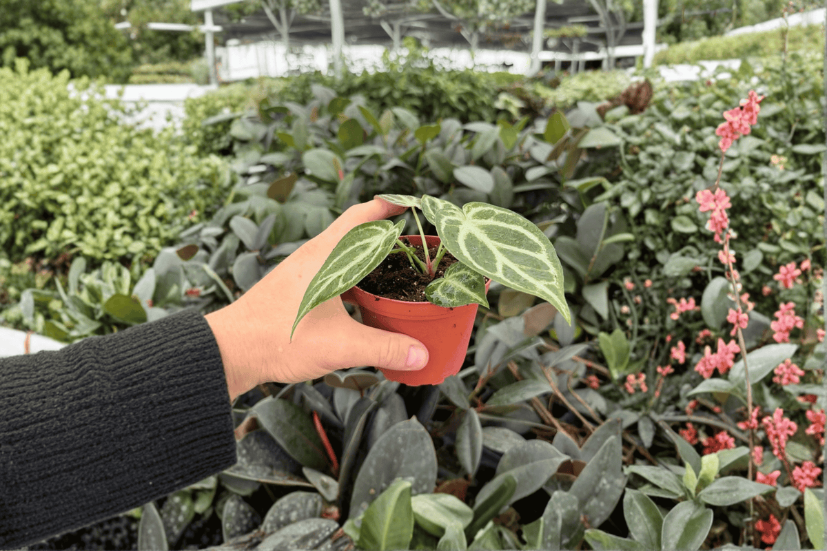 Anthurium Hoffmanii x Silver Hope - 2 Live Plants in 4-Inch Pots