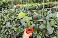 Anthurium Clarinervium x Macrolobium - 2 Live Plants in 4-Inch Pots