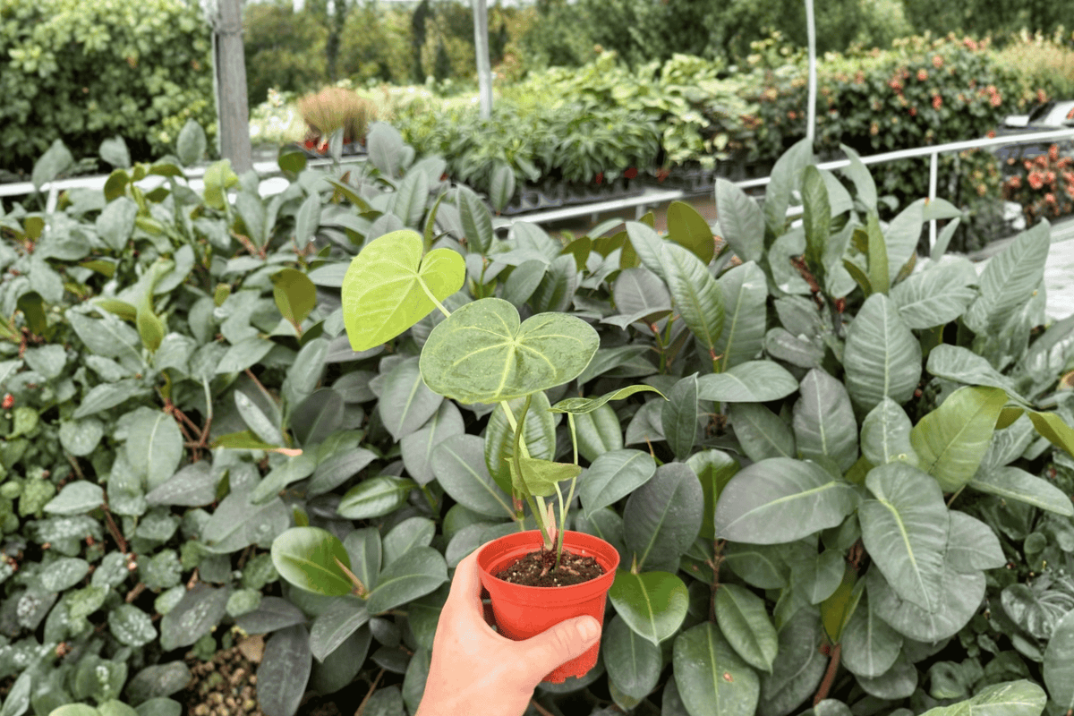 Anthurium Clarinervium x Macrolobium - 2 Live Plants in 4-Inch Pots