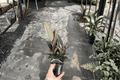 Ficus elastica 'Burgundy' Burgundy Rubber Plant - 2 Live Plants in 4-Inch Pots