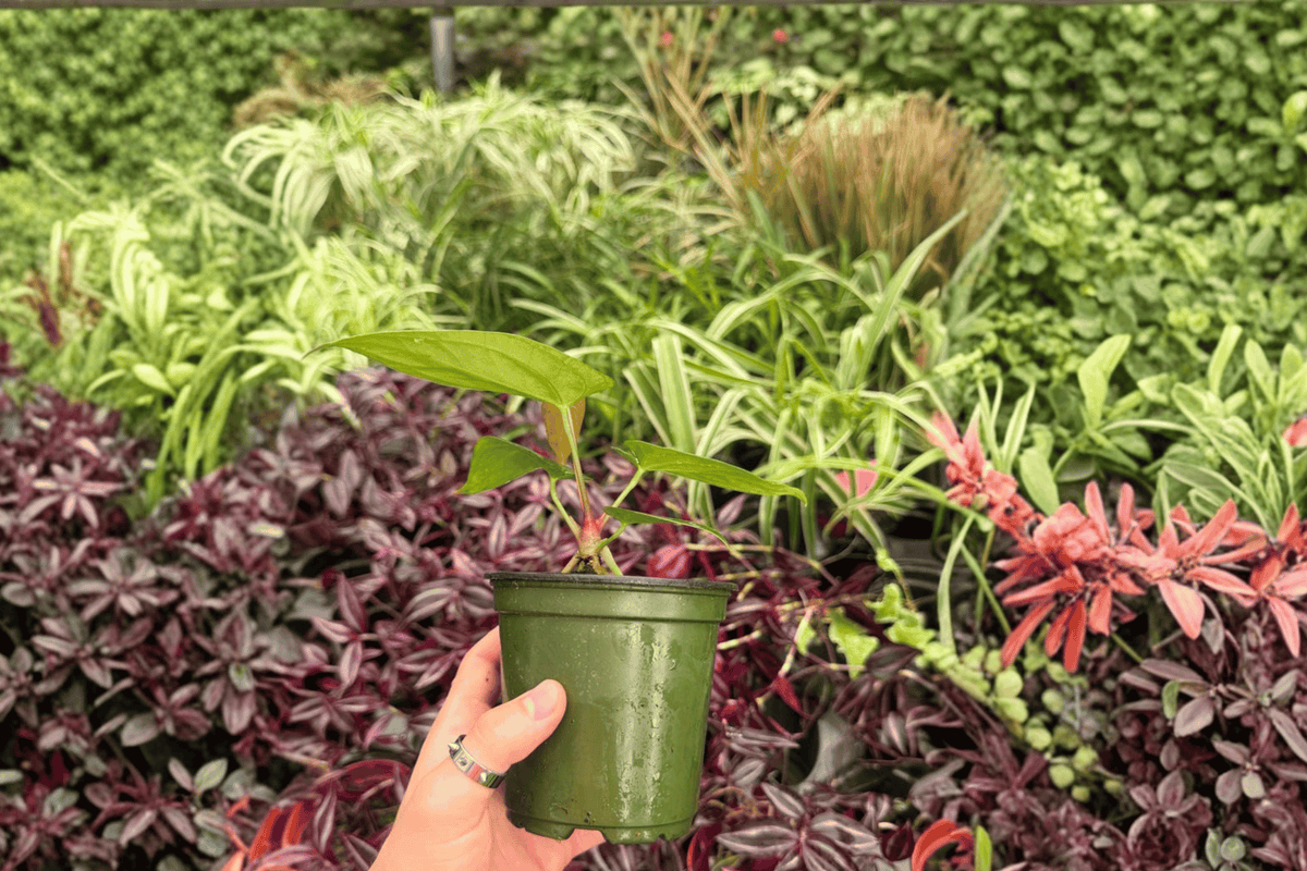 Anthurium papillilaminum × dressleri Hybrid - 2 Exact Plants (Specific 4" Pot) - Live Foliage