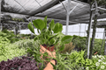Epipremnum aureum 'Shangri La' Pothos - 2 Live Plants in 4-Inch Pots