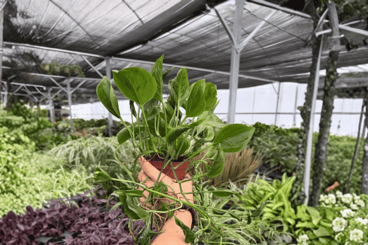 Epipremnum aureum 'Shangri La' Pothos - 2 Live Plants in 4-Inch Pots