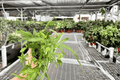 Moonlight Fern Pteris cretica 'Mayii' – 2 Live Plants in 4-Inch Pots