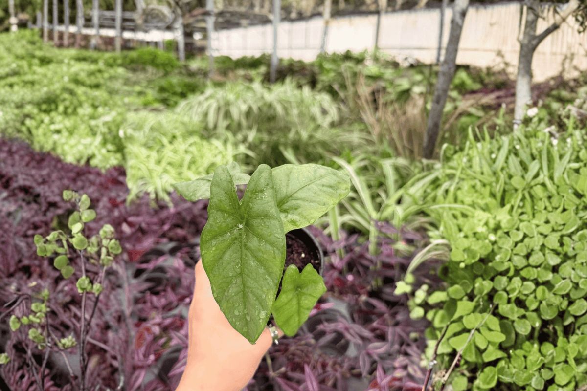 Alocasia Corazon Live Plants - 2 Potted 4-Inch Plants (Exact Listing)