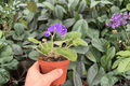 Harmony’s Purple Passion African Violet - 2 Bare Root Live Plants, 4-Inch Pot Size