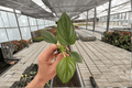 Philodendron Pastazanum Silver Cloud - 2 Live Starter Plants (2-Inch Pots) Bare Root