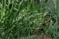 European Grey Sedge Carex divulsa - 4-Inch Pot Live Plant