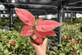 Aglaonema Super Pink - 2 Exact Live Plants in 4-Inch Pots
