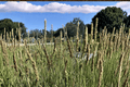 Sesleria 'Campo de Azul' Blue Moor Grass - 1 Live Plant in 4-Inch Pot