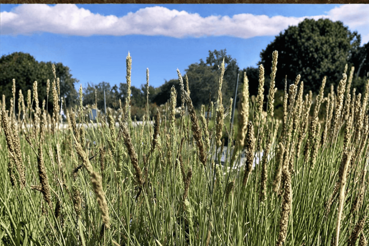 Sesleria 'Campo de Azul' Blue Moor Grass - 1 Live Plant in 4-Inch Pot