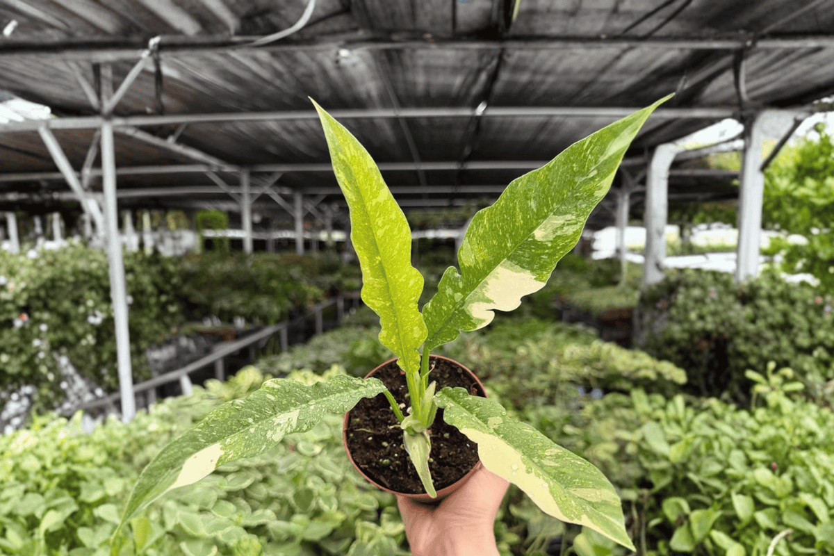 Philodendron Ring of Fire | 2 Live Plants in 4