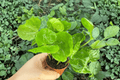 Arabica Coffee Coffea arabica Live Starter Plants – 2-Inch Nursery Size (2-Pack) Bare Root