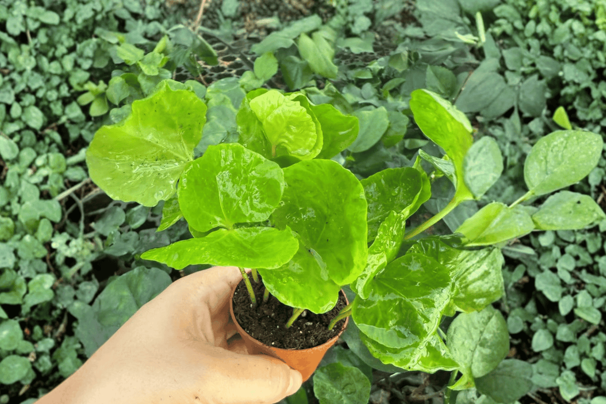 Arabica Coffee Coffea arabica Live Starter Plants – 2-Inch Nursery Size (2-Pack) Bare Root
