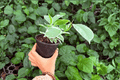 Ficus elastica 'Tineke' - 2 Exact Live Plants in 4-Inch Pots