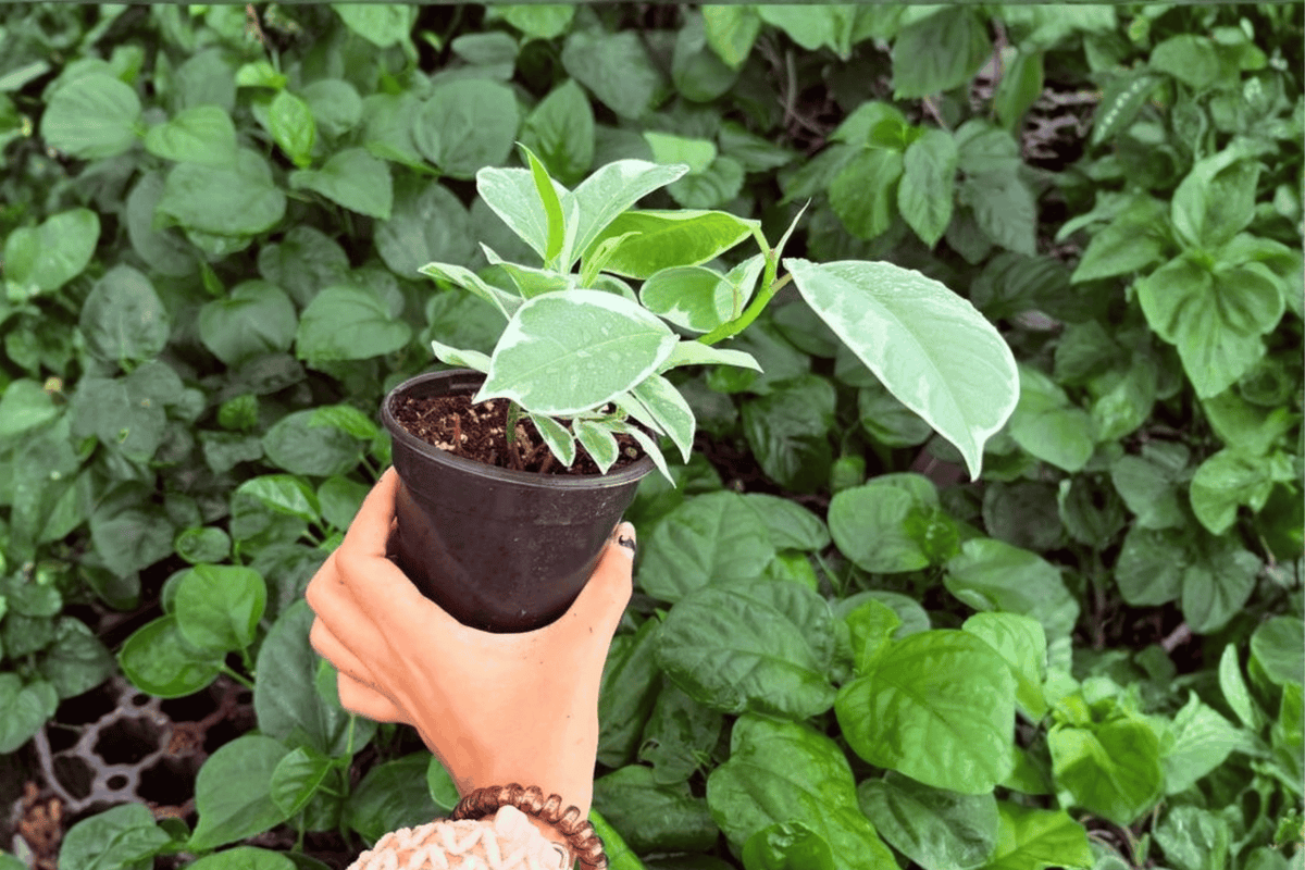 Ficus elastica 'Tineke' - 2 Exact Live Plants in 4-Inch Pots