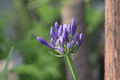 Tinker Bell Lily-of-the-Nile (Agapanthus 'Tinker Bell') - 4