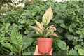 Aglaonema 'Pink Triphet' Live Plant - 4-Inch Pot (Exact Plant, 2 Plants)