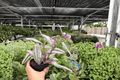 Tradescantia Nanouk 2 Live Plants in 4-Inch Pots – Potted, 2 Exact Plants