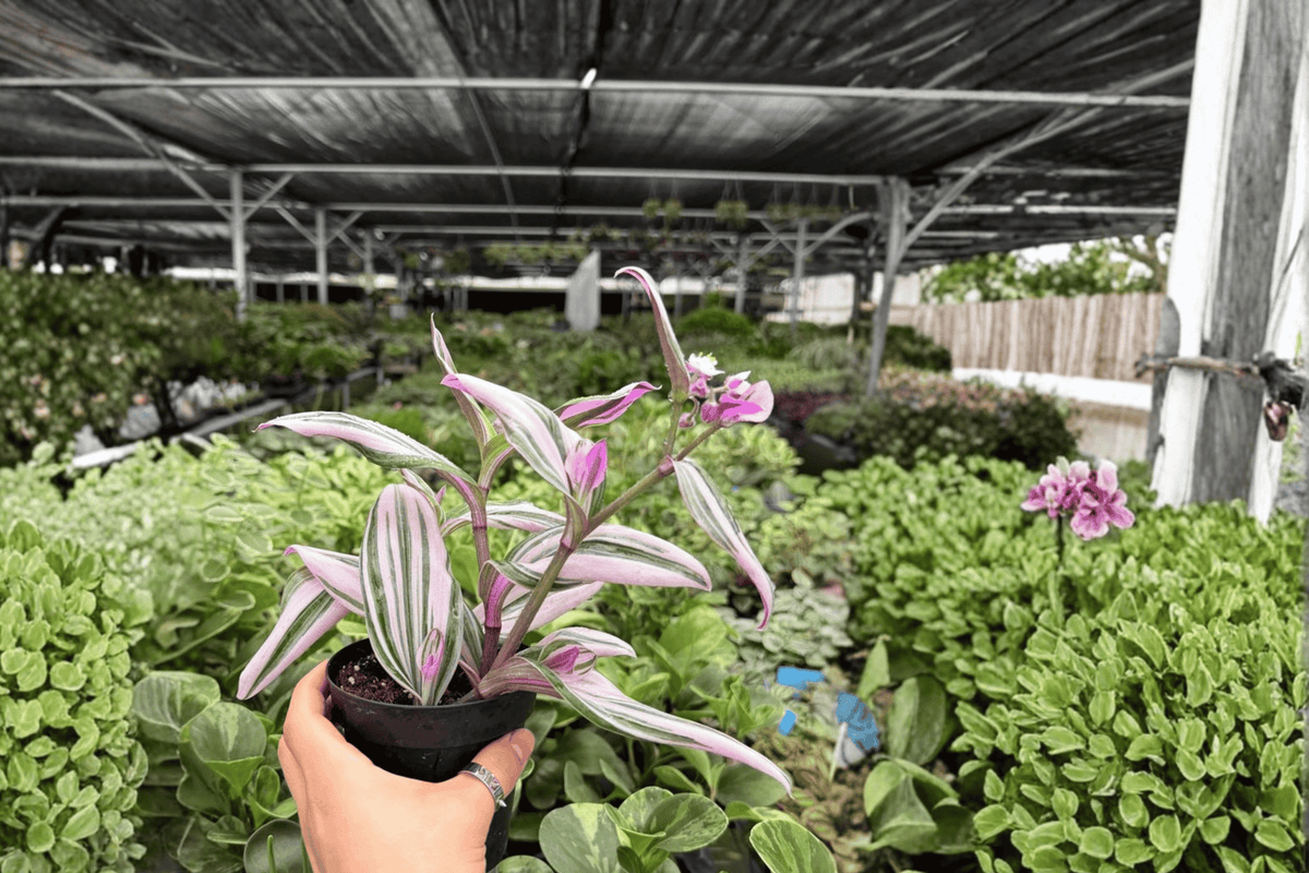 Tradescantia Nanouk 2 Live Plants in 4-Inch Pots – Potted, 2 Exact Plants