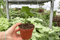 Anthurium Xone x Goliath Live Plants (2) in 4-Inch Pots | Exact Plants