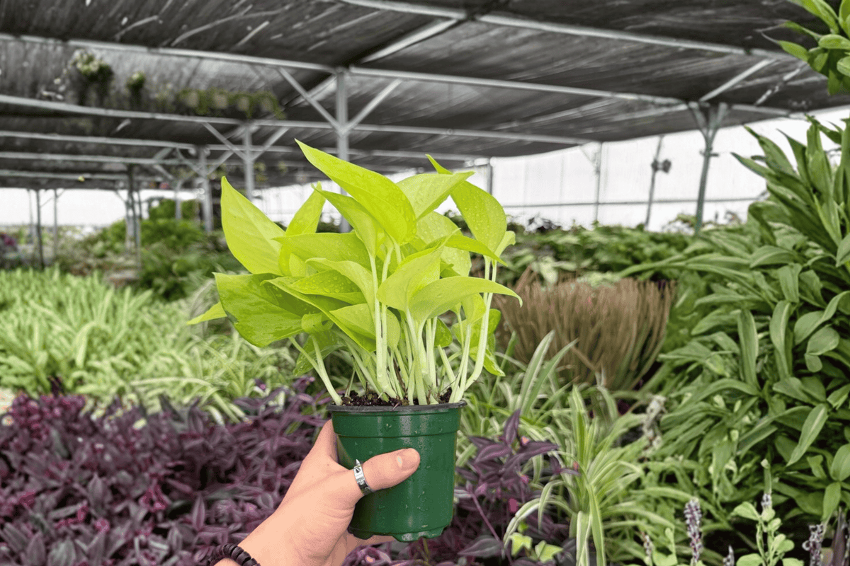 Neon Pothos (Epipremnum aureum 'Neon') - 2 Live Plants in 4-Inch Pots