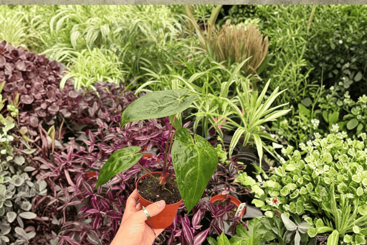 Anthurium Dark Phoenix × Papillilaminum 2-Plant Exact Pot Specimens