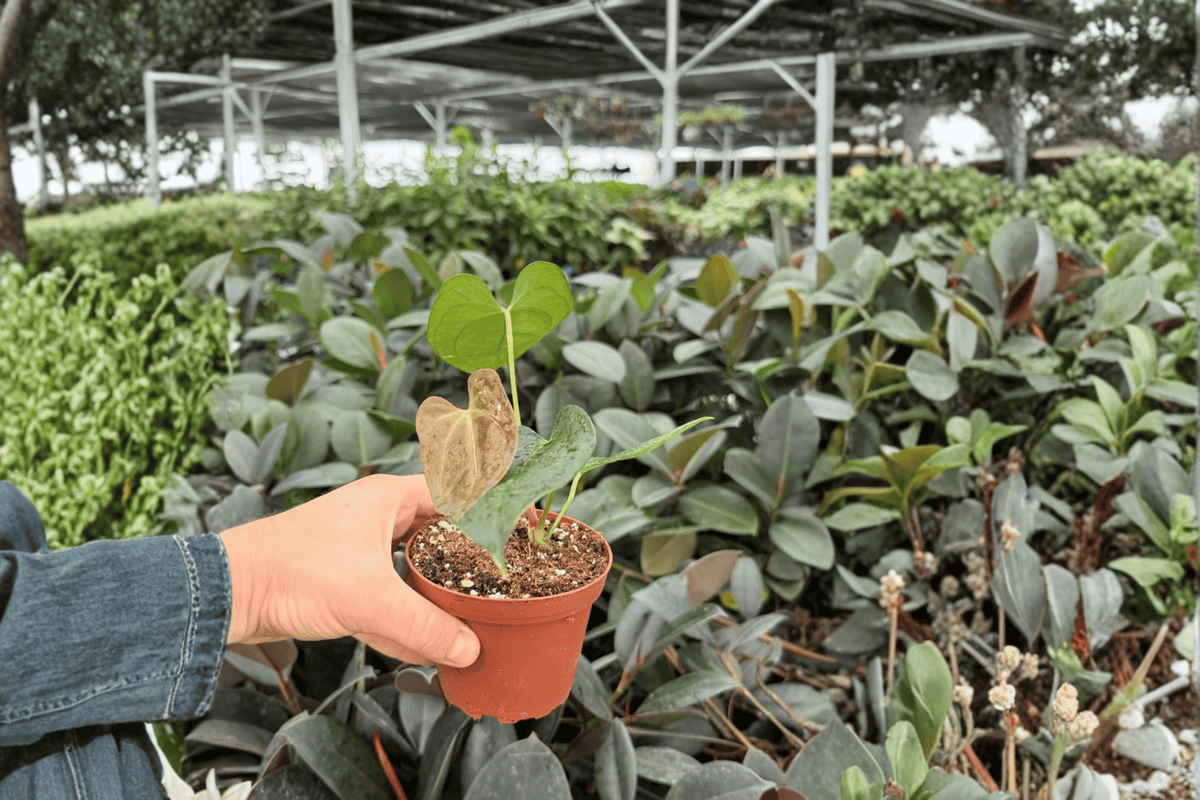 Anthurium Carla x Crystallinum Dark Form - 2 Live Plants in 4-Inch Pots