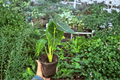 Variegated Alocasia Frydek (Alocasia micholitziana 'Frydek') - 2 Potted 4-Inch Live Plants