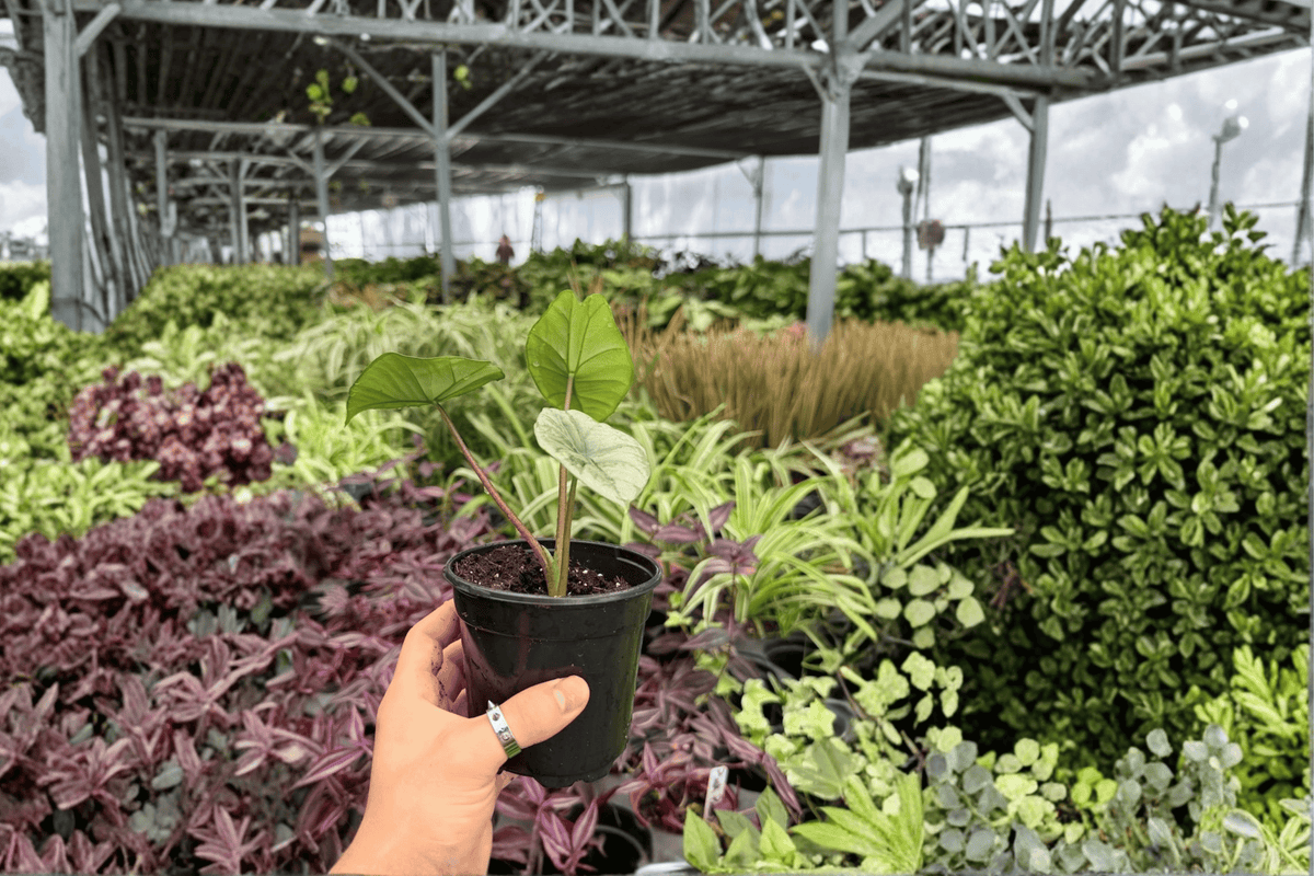 Alocasia Platinum Bisma - 2 Live 4-Inch Pots (Exact Plants)