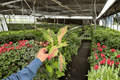 Aglaonema Sparkling Sarah Starter Plants (2) - Bare Root, 2-Inch Pots