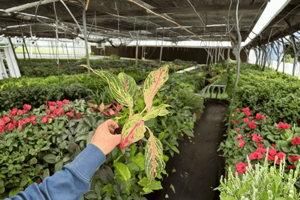 Aglaonema Sparkling Sarah Starter Plants (2) - Bare Root, 2-Inch Pots