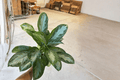 Aglaonema Silver Bay Live Plants - 2 Plants in 6-Inch Pots (Rooted) — Indoor Foliage