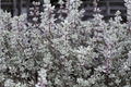 Silver Posie Common Thyme - 1 Live Plant in 4-Inch Pot (Thymus vulgaris 'Silver Posie')