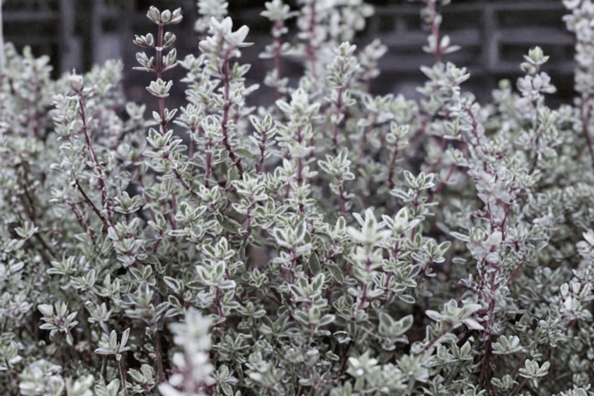 Silver Posie Common Thyme - 1 Live Plant in 4-Inch Pot (Thymus vulgaris 'Silver Posie')