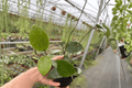 Hoya parasitica Splash - 2 Live Plants, 4-Inch Bare Root